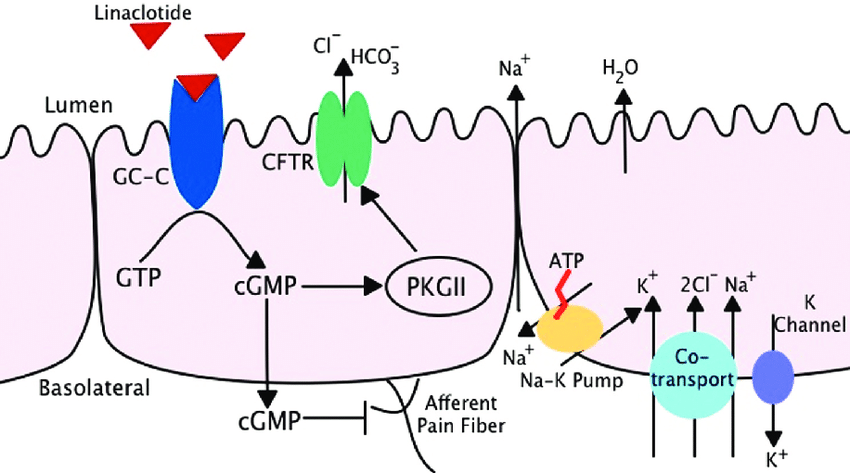 Mechanism-of-Action-of-Linaclotide-Linaclotide-binds-to-the-guanylate-cyclase-C-GC-C.png