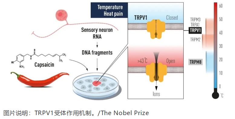 GMP多肽合成公司